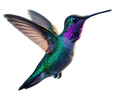 Colibri