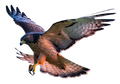 Halcón